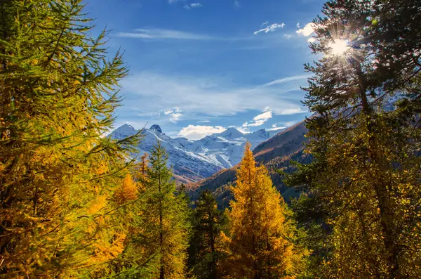 Autumn forest Autumn forest